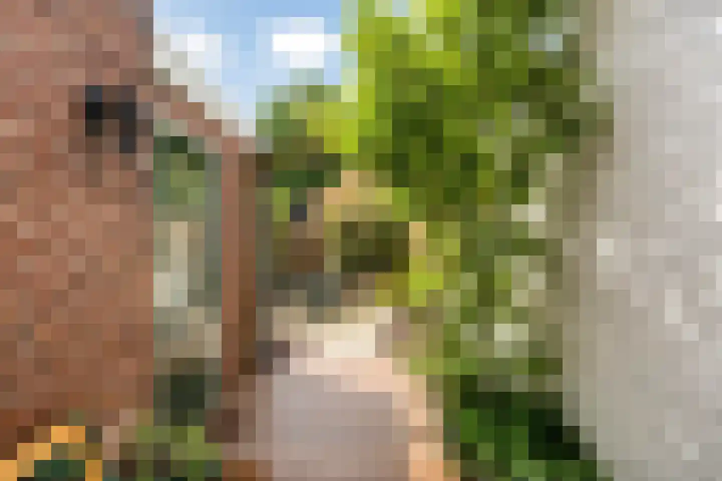 Ranonkelstraat 9 Eindhoven thumbnail 11