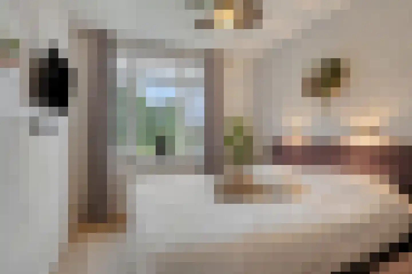 Ransuil 5 Mierlo thumbnail 29