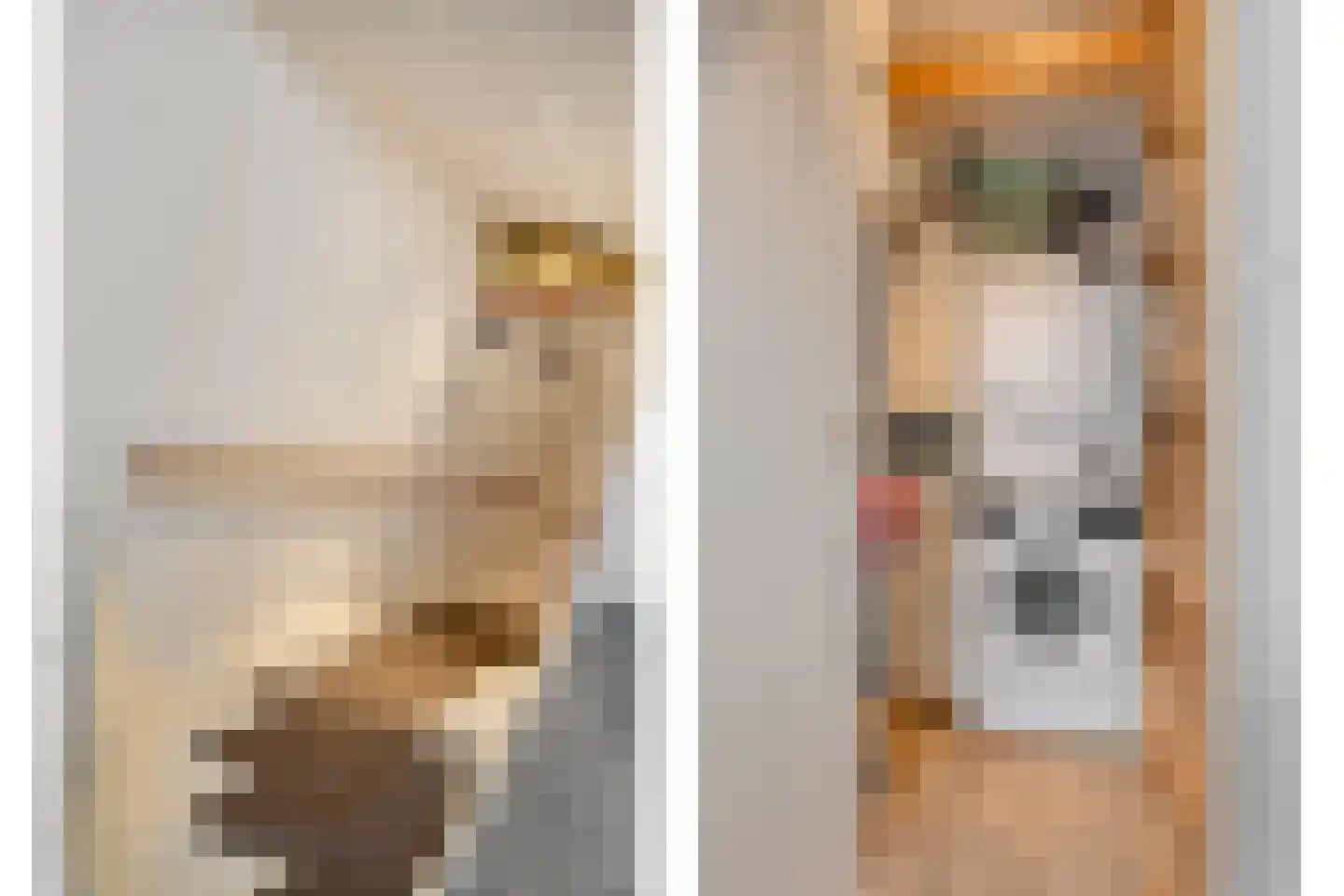 Ransuil 5 Mierlo thumbnail 37
