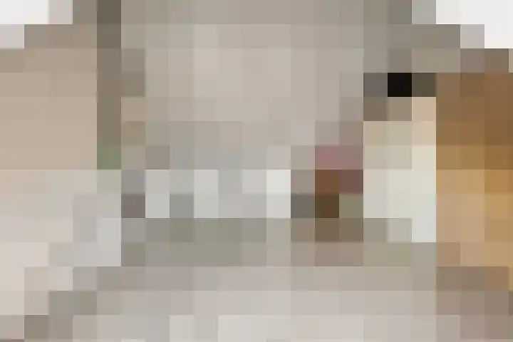 Rapella 6 Berkel-Enschot thumbnail 33