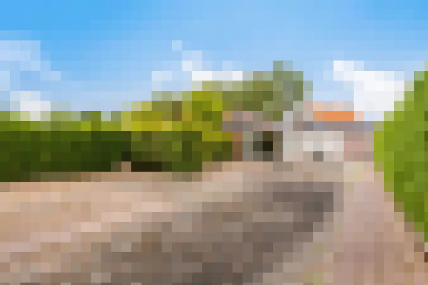 Rapenburg 1 a Vogelwaarde thumbnail 36