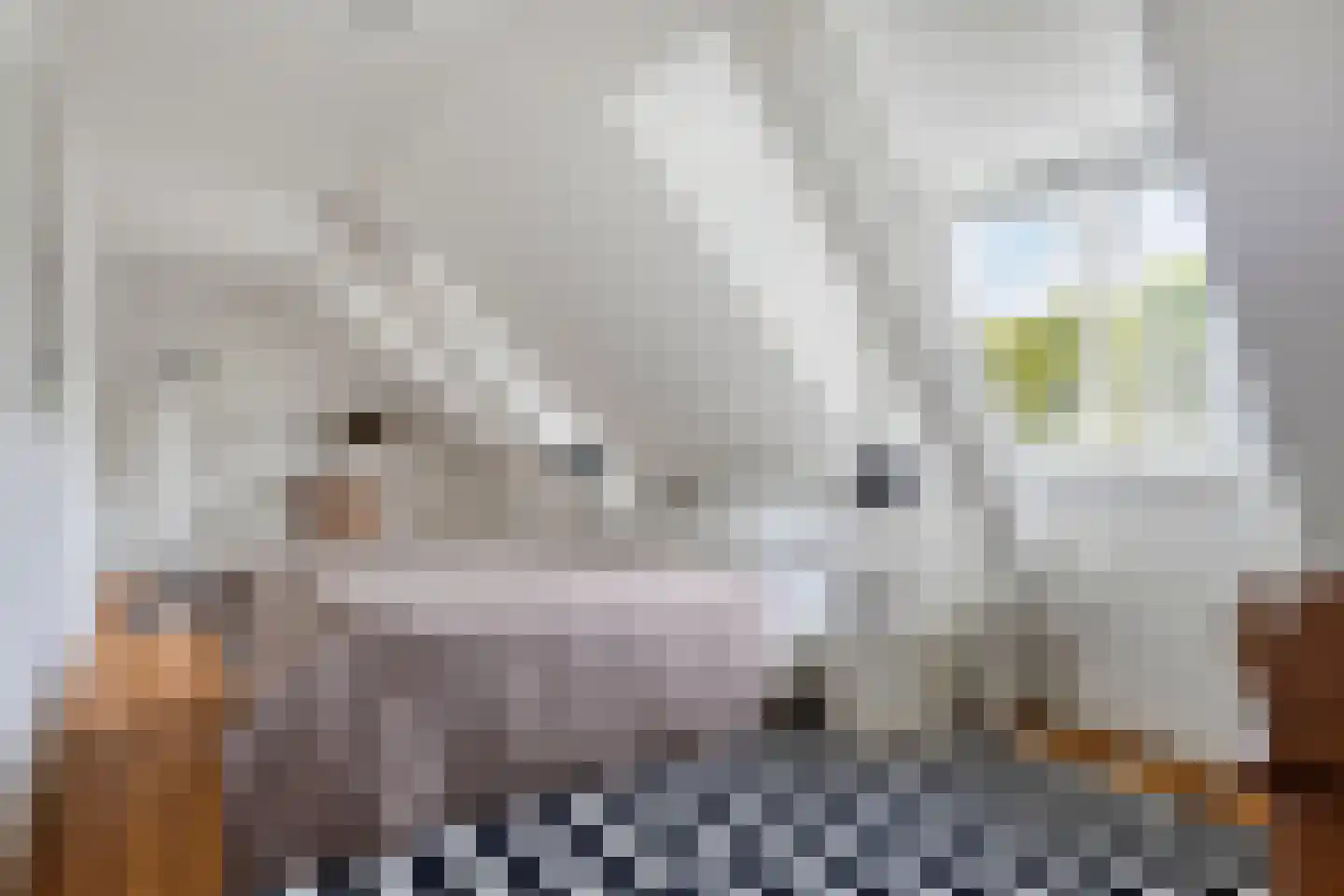 Rapenburg 143 Vogelwaarde thumbnail 45