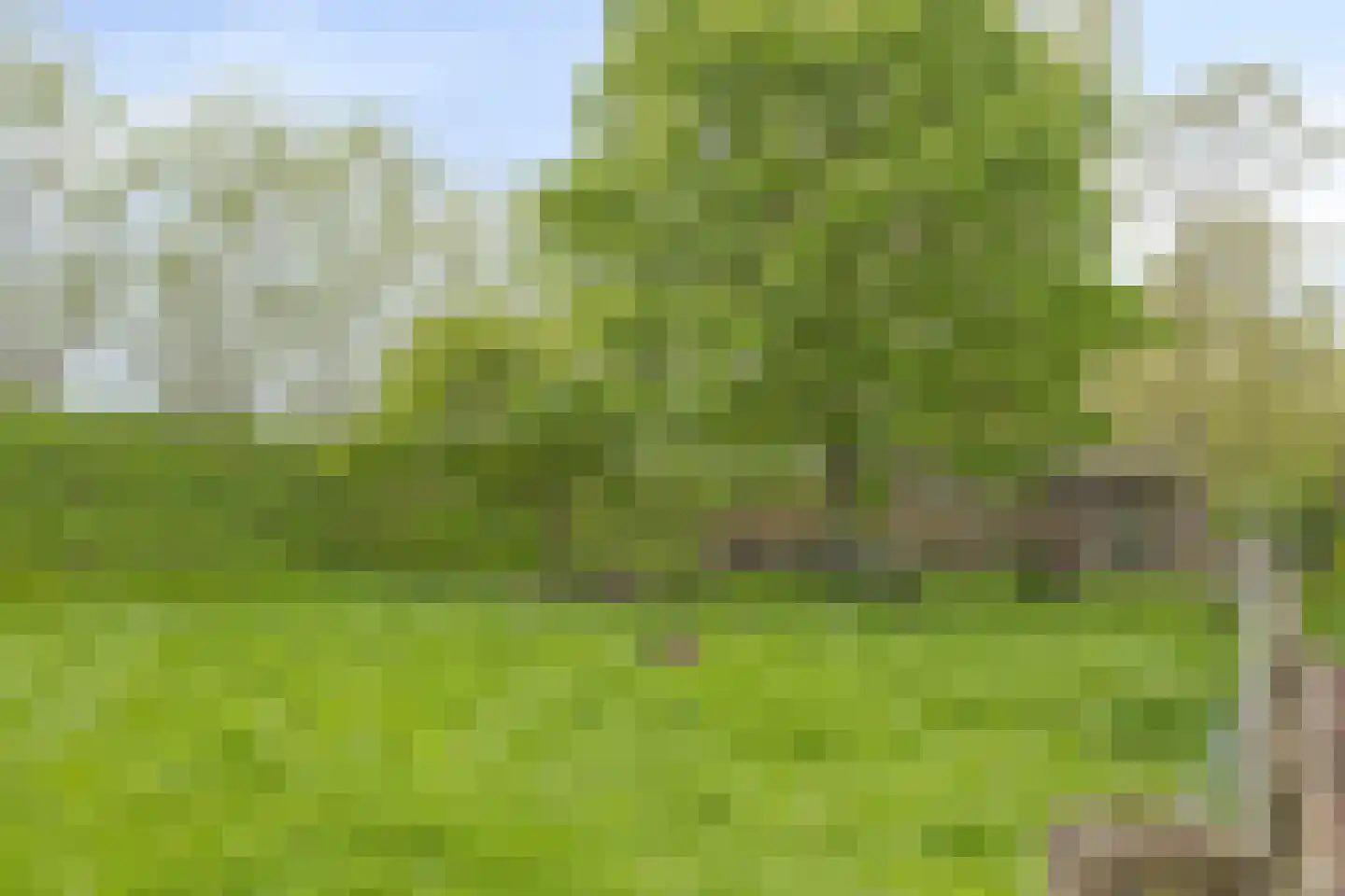 Rapenburg 143 Vogelwaarde thumbnail 66