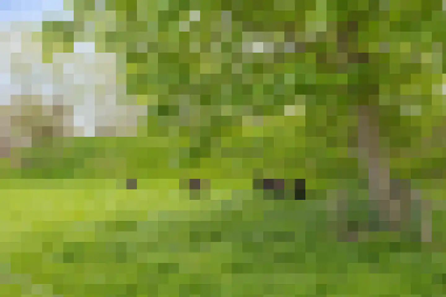 Rapenburg 143 Vogelwaarde thumbnail 67