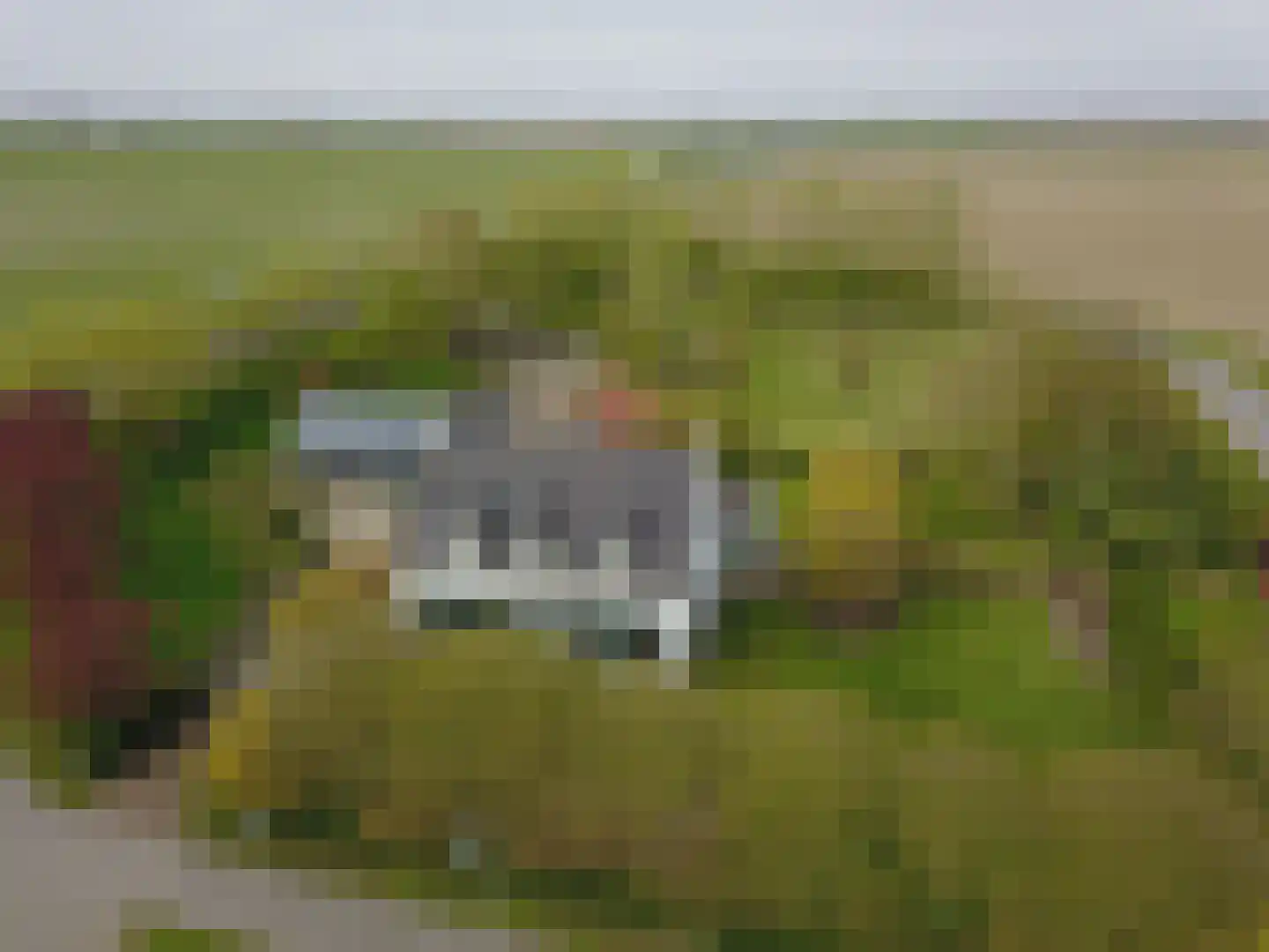 Rapenburg 143 Vogelwaarde thumbnail 7