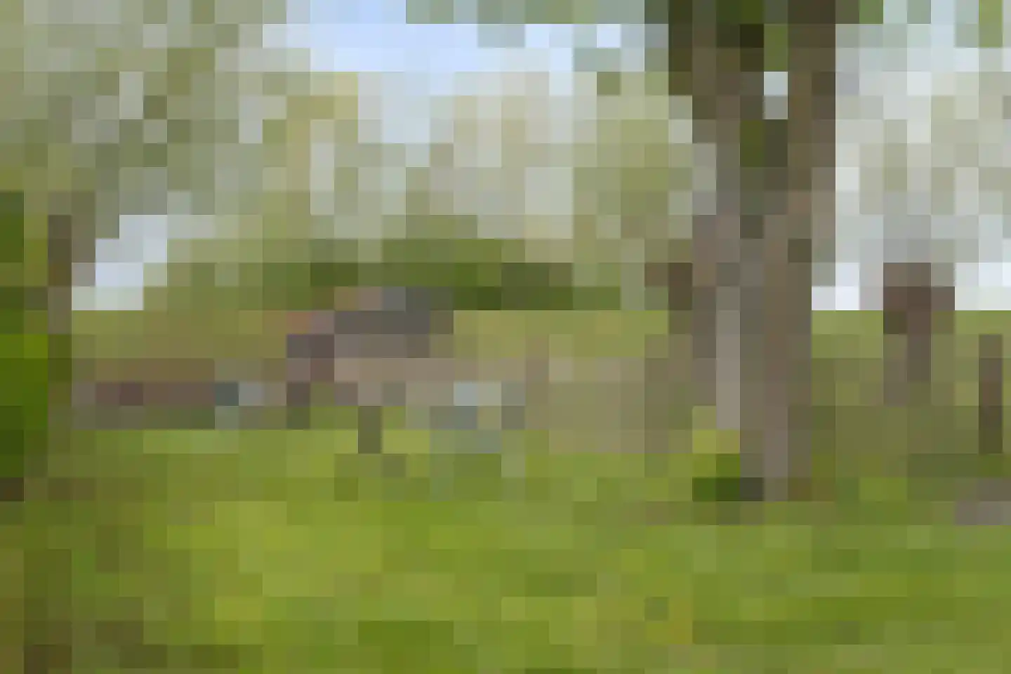 Rapenburg 143 Vogelwaarde thumbnail 83