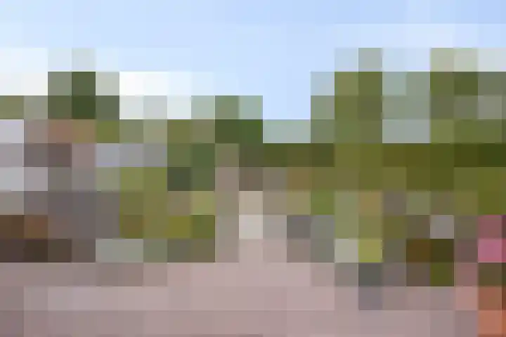 Rapenburg 25 Vogelwaarde thumbnail 33