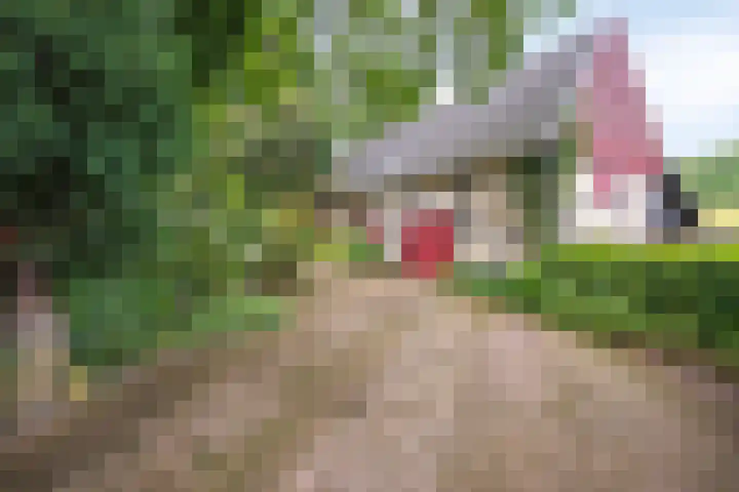 Rarenderstraat 73 Vaals thumbnail 42