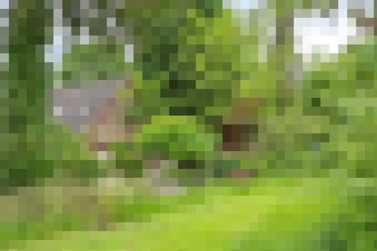 Rarenderstraat 73 Vaals thumbnail 63