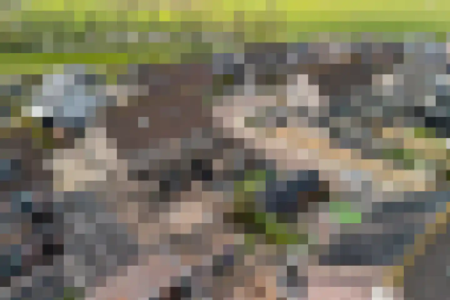 Ratelaar 1 Genemuiden thumbnail 24
