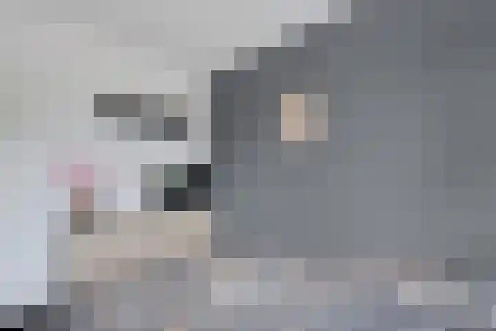 Ratelaar 47 Schoonebeek thumbnail 21