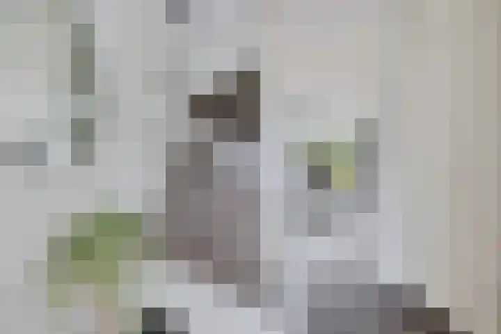 Ratelaar 47 Schoonebeek thumbnail 6
