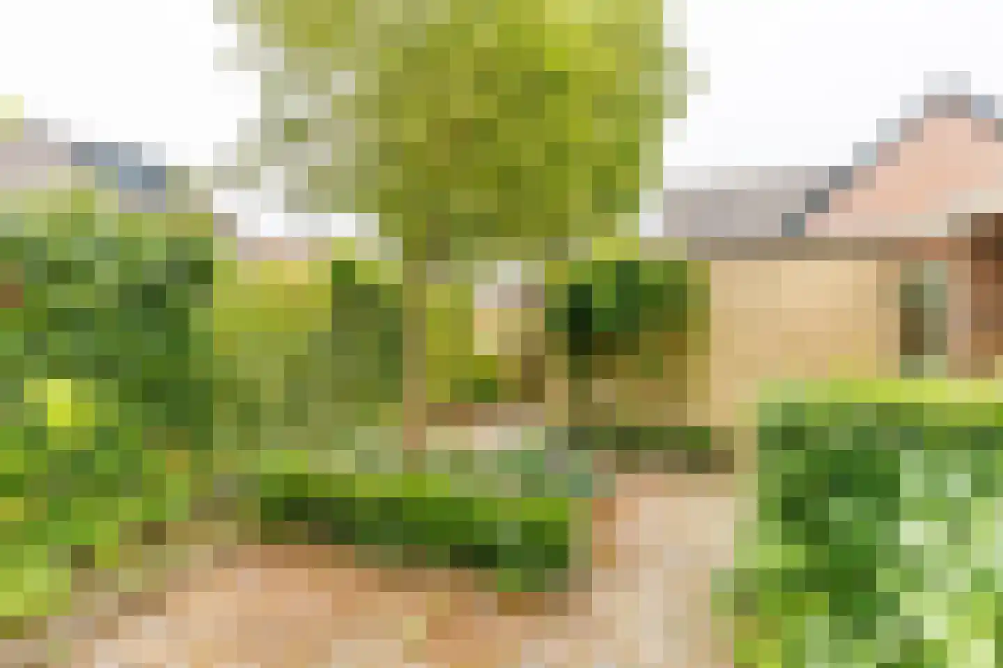 Ratelaar 5 Apeldoorn thumbnail 25