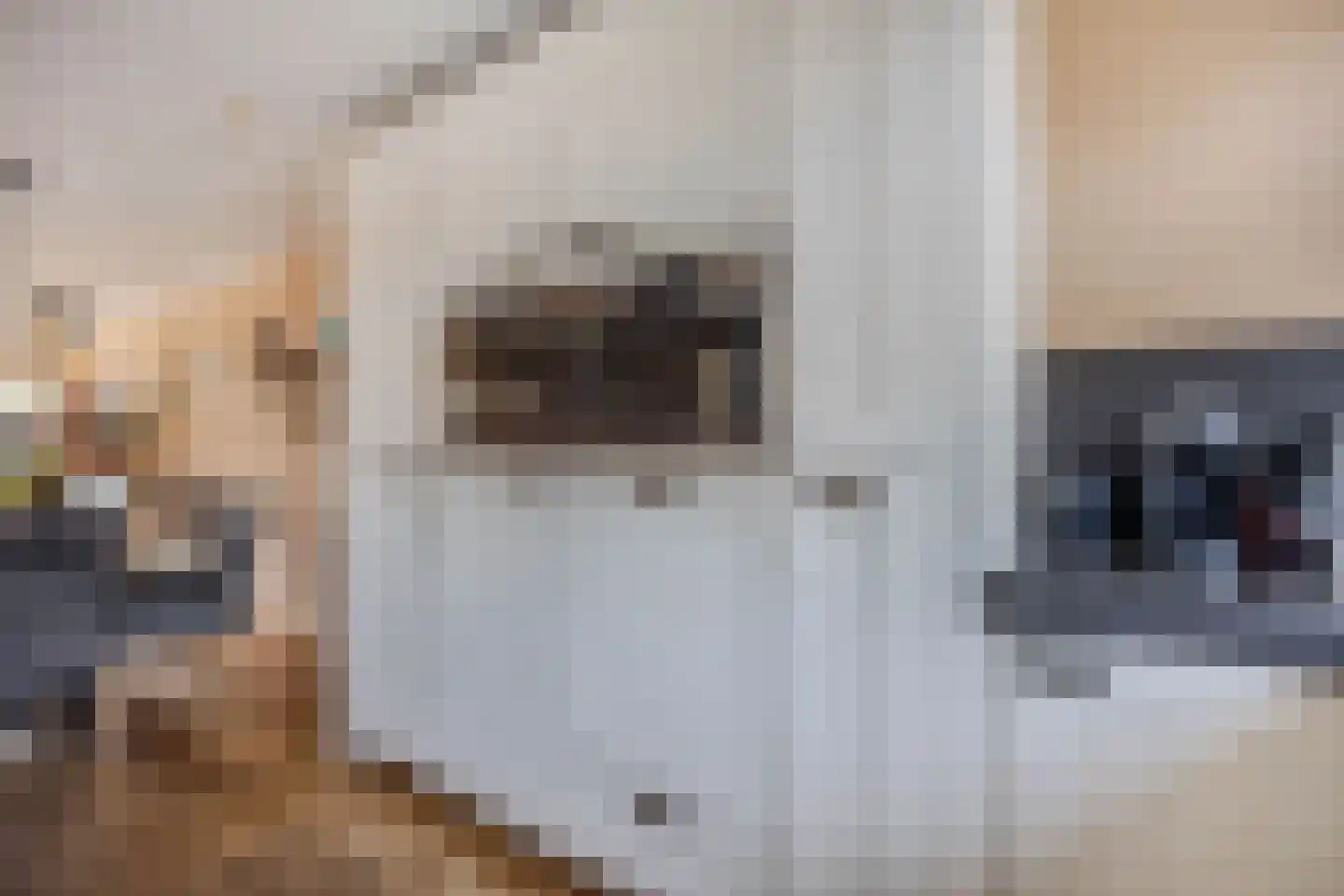 Ratelaar 71 Heemskerk thumbnail 12