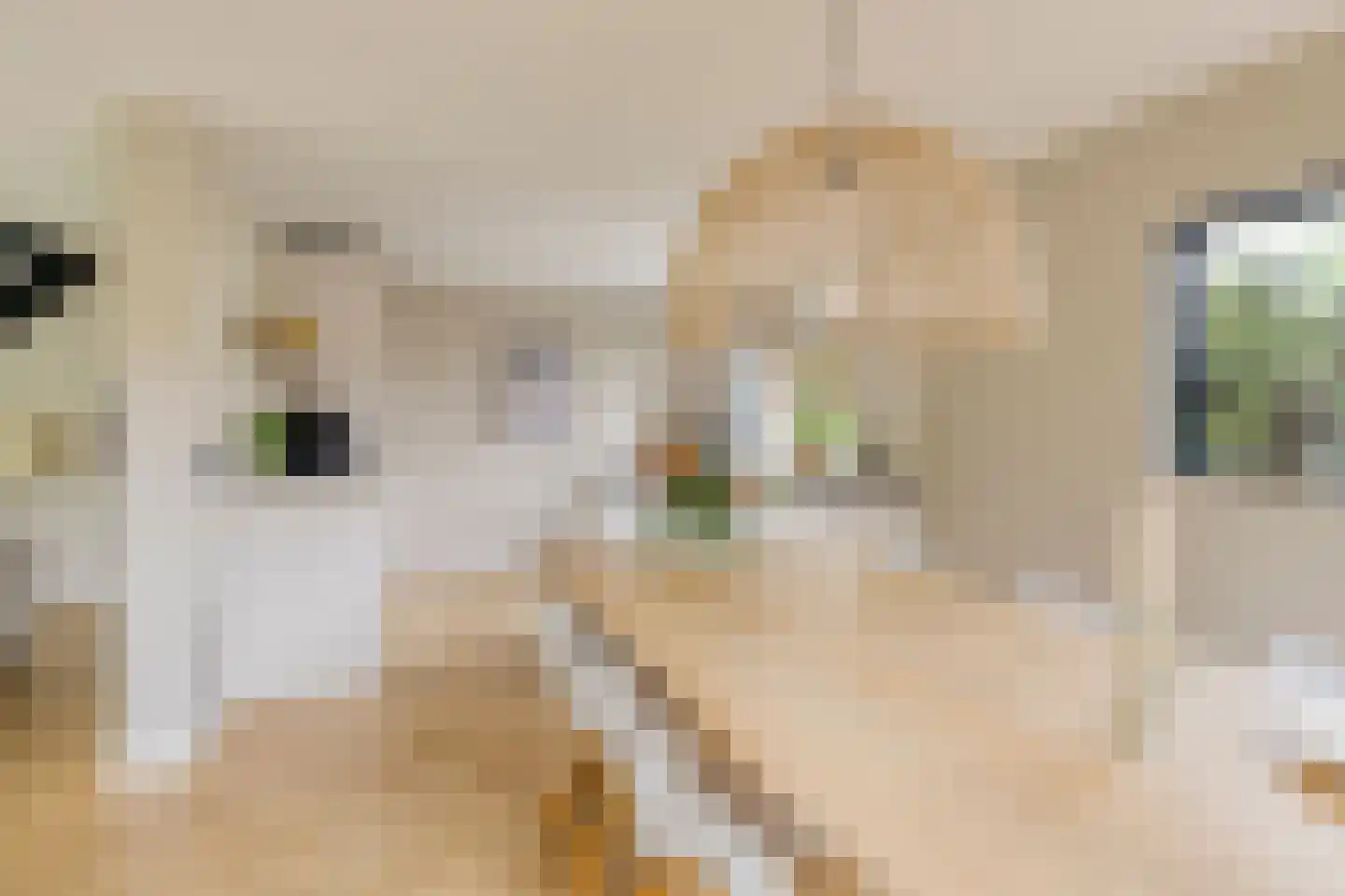 Ratelaarweg 2 Bergen (NH) thumbnail 16