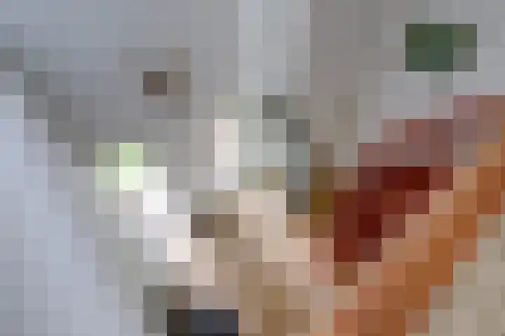 Ratelwacht 33 Beuningen Gld thumbnail 31
