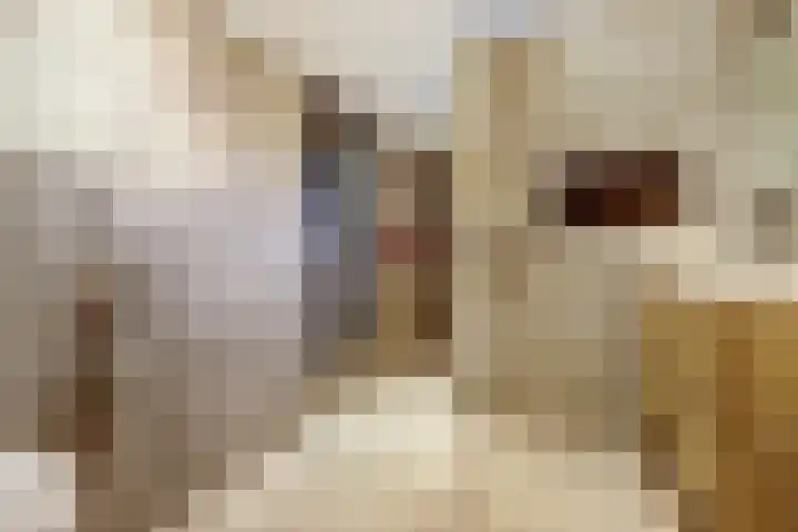 Ratelwacht 33 Beuningen Gld thumbnail 36