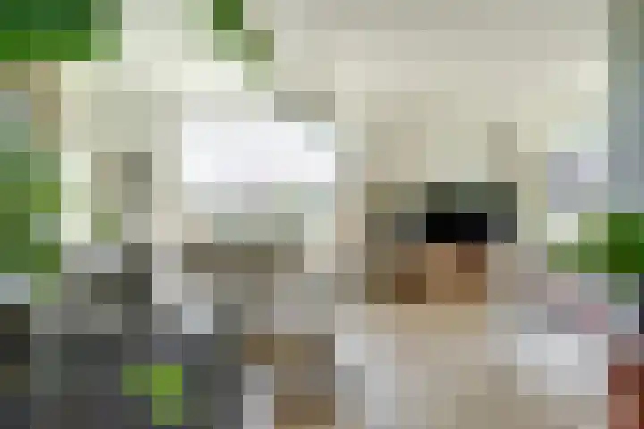 Ratelwacht 5 Drachten thumbnail 5