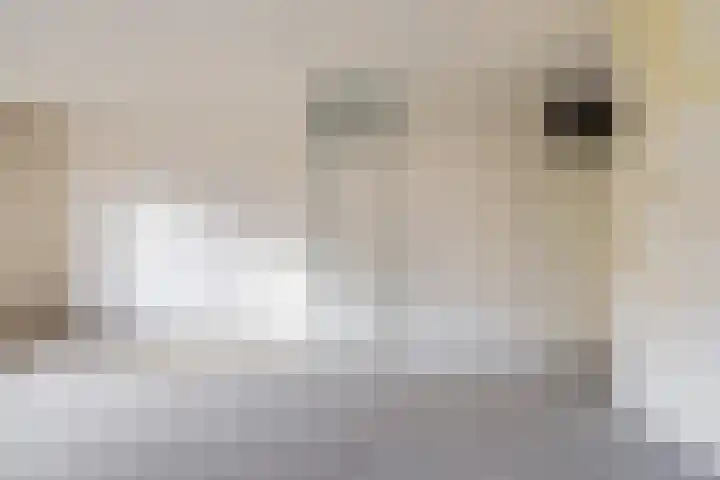 Rattelwacht 24 Gorredijk thumbnail 13