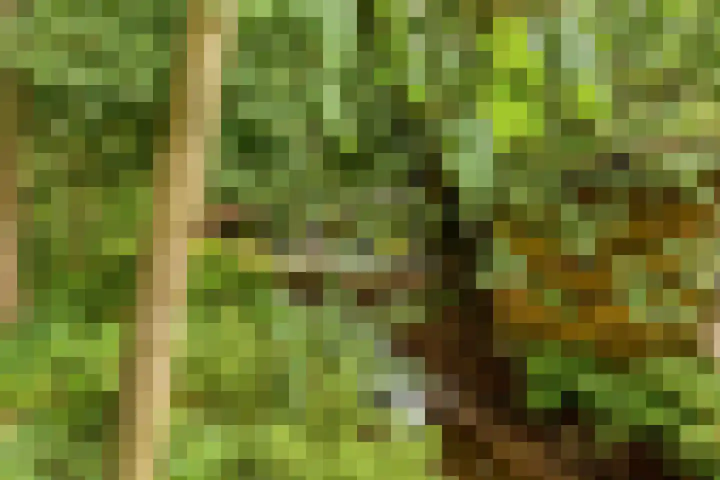 Rauwenhoffweg 8 Epe thumbnail 42