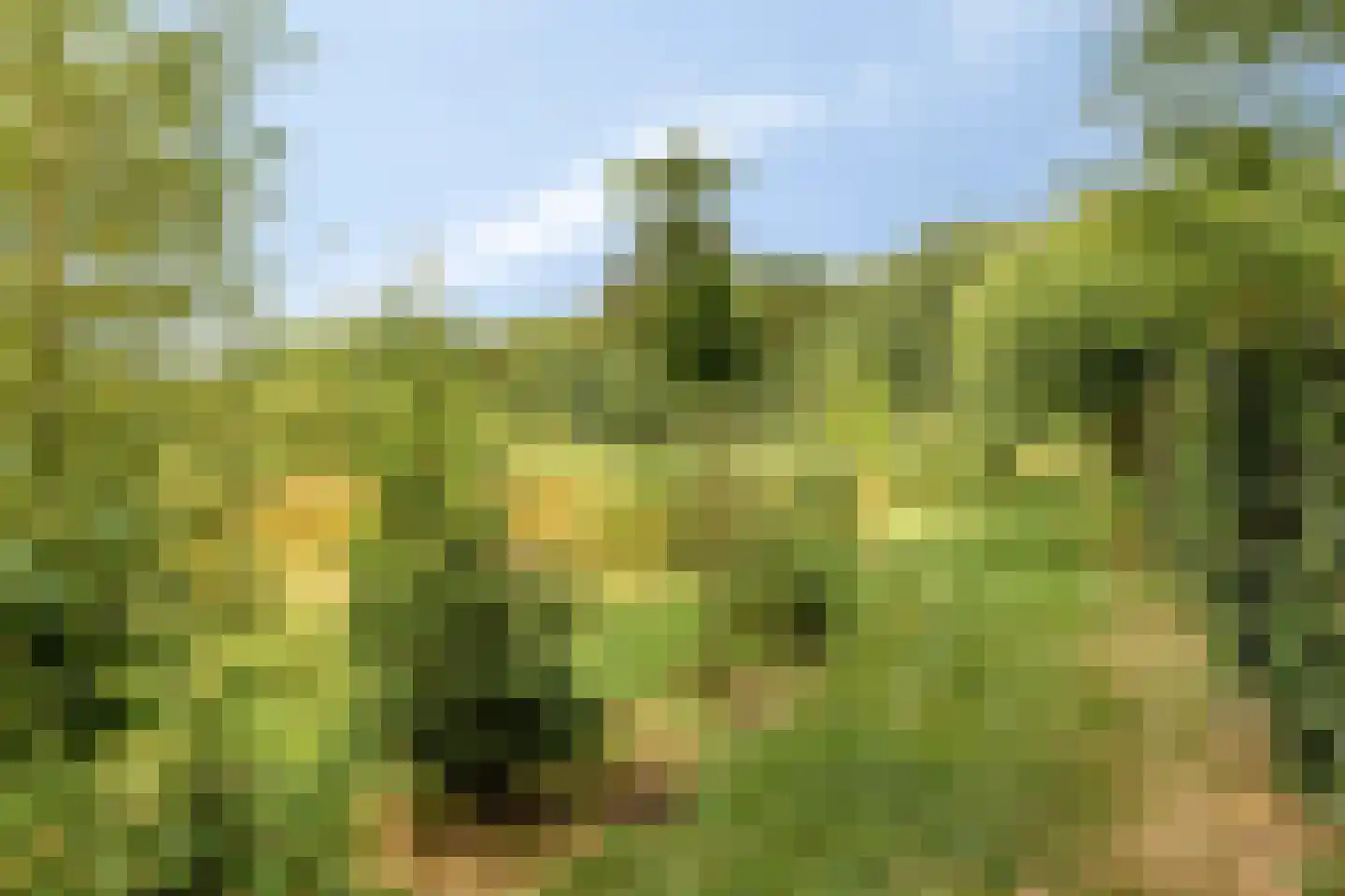 Rauwenhoffweg 8 Epe thumbnail 52