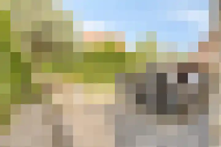 Ravelijn de Grenadier 2 Goes thumbnail 27