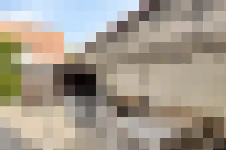 Ravelijn de Grenadier 2 Goes thumbnail 31