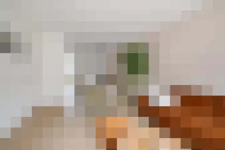 Ravenbos 1 Chaam thumbnail 16