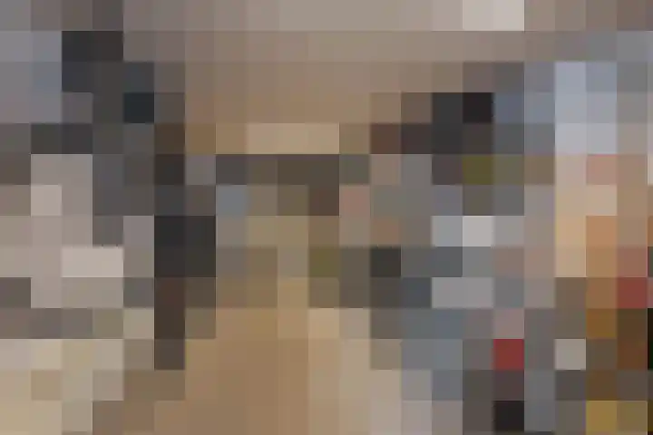 Ravenbos 1 Chaam thumbnail 41