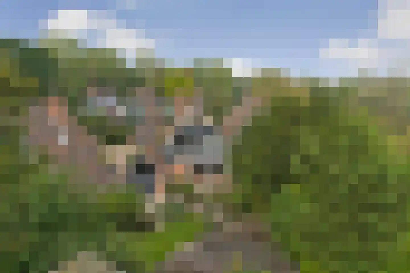Ravensteinlaan 55 Kloetinge thumbnail 57