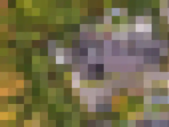 Razeil 36 Almere thumbnail 4