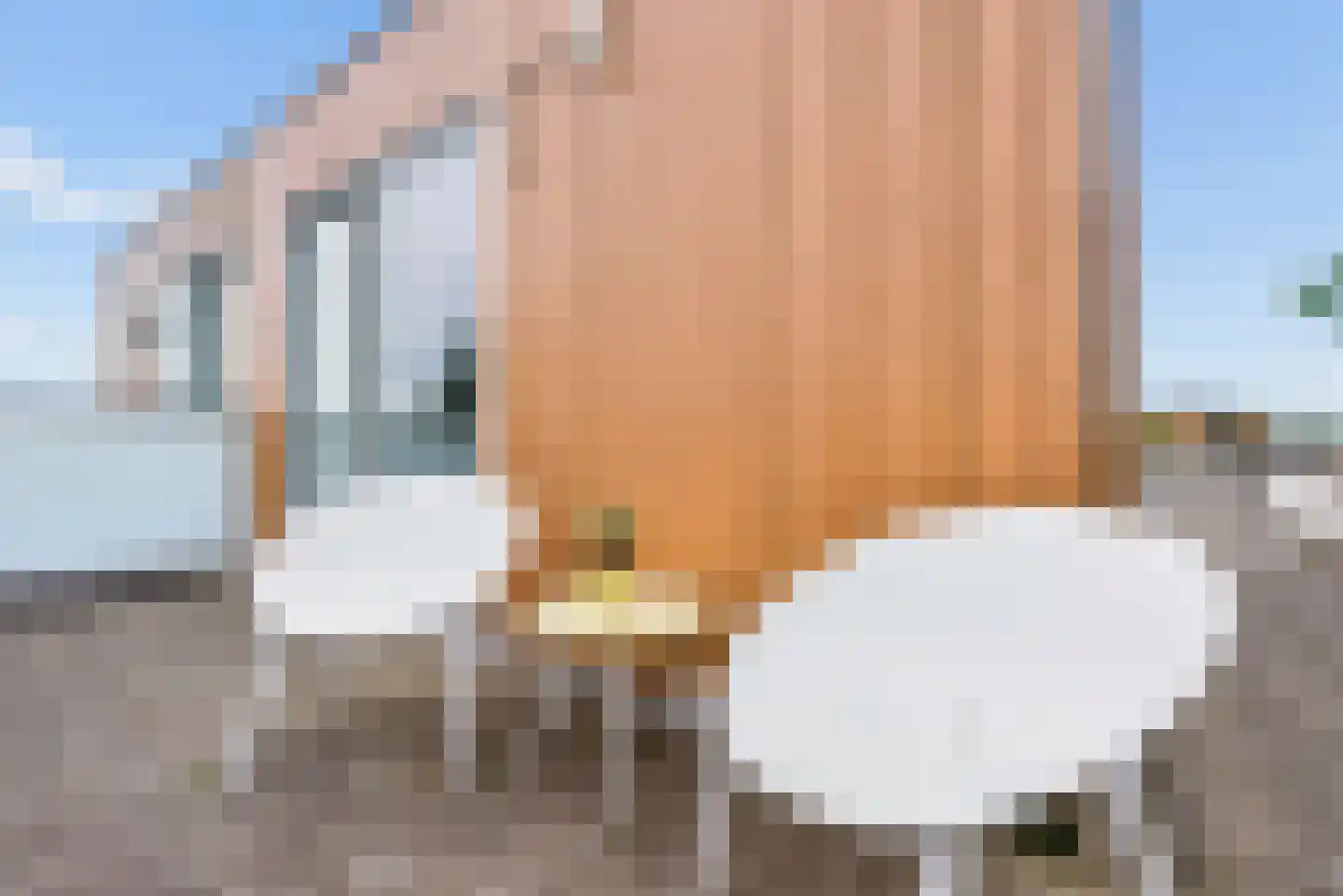 Razeil 4 Almere thumbnail 53
