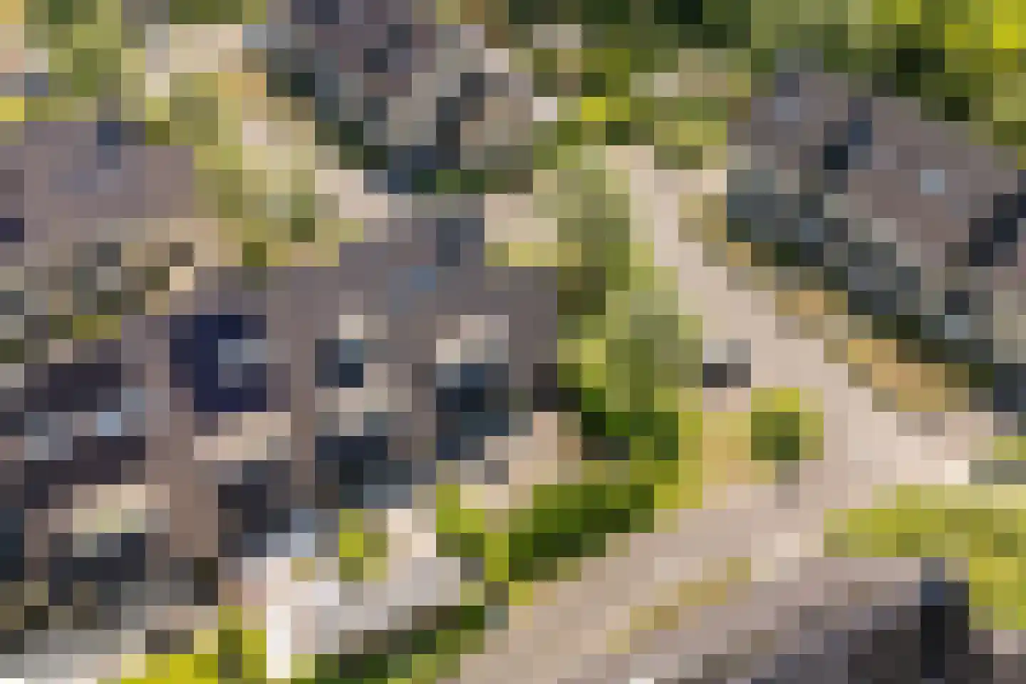 Razeil 52 Almere thumbnail 52