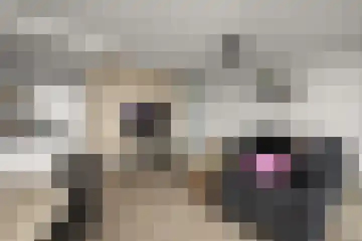 Razende Bol 15 Heemskerk thumbnail 4