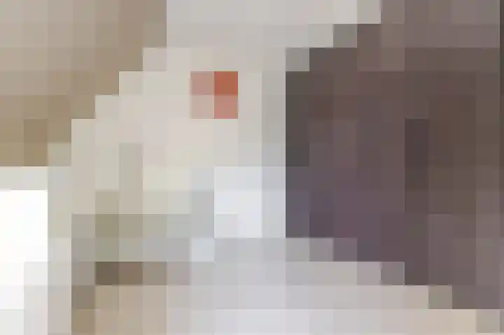 Reaal 52 Hoorn thumbnail 25