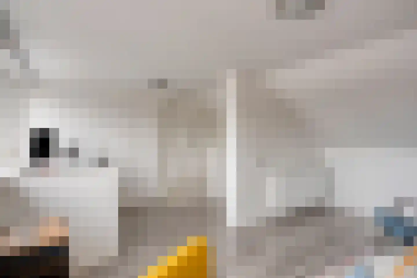 Reaalruwe 76 Maastricht thumbnail 19