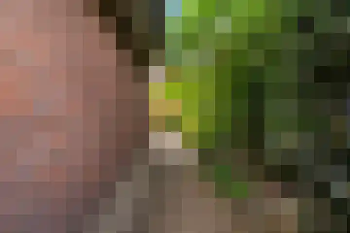 Reade Poarte 31 Goutum thumbnail 29