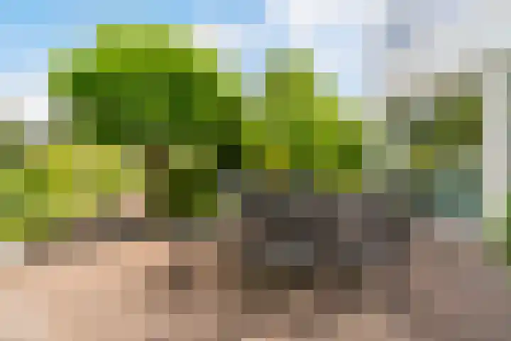 Reade Poarte 31 Goutum thumbnail 30