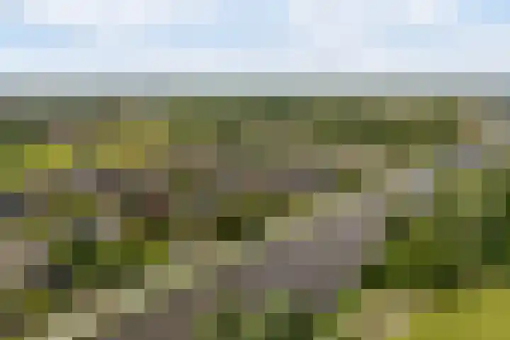 Reade Poarte 31 Goutum thumbnail 54