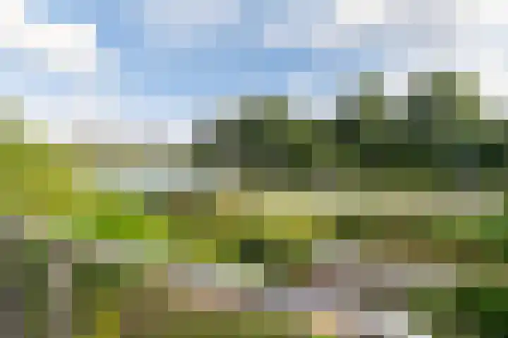 Reade Poarte 31 Goutum thumbnail 6