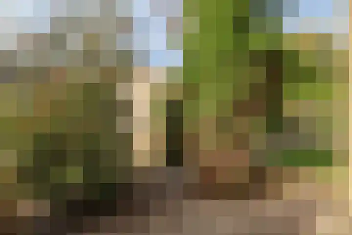 Reafinne 1 Oudega thumbnail 52
