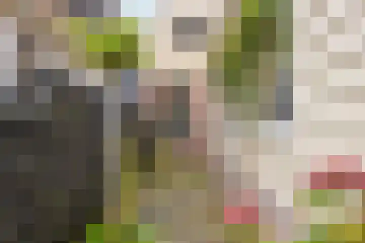 Rechtestraat 48 De Rijp thumbnail 31