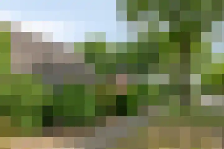 Rechtuit 41 c Hollandscheveld thumbnail 31