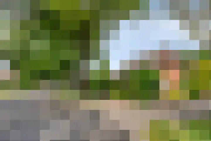 Rechtuit 41 c Hollandscheveld thumbnail 37