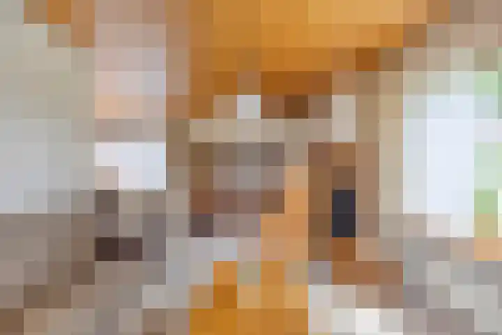 Rechtuit 41 c Hollandscheveld thumbnail 5
