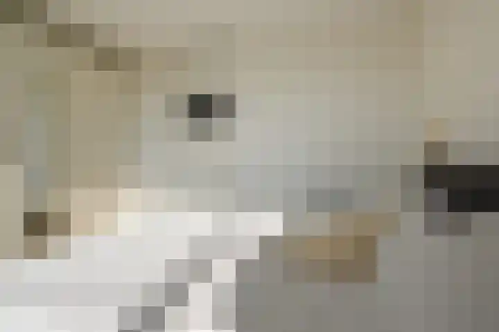 Rederserf 146 Den Haag thumbnail 16