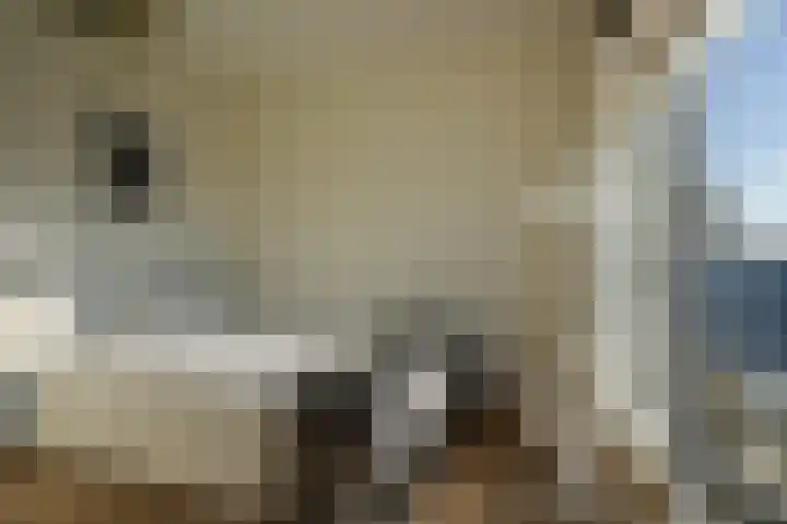 Rederserf 146 Den Haag thumbnail 28