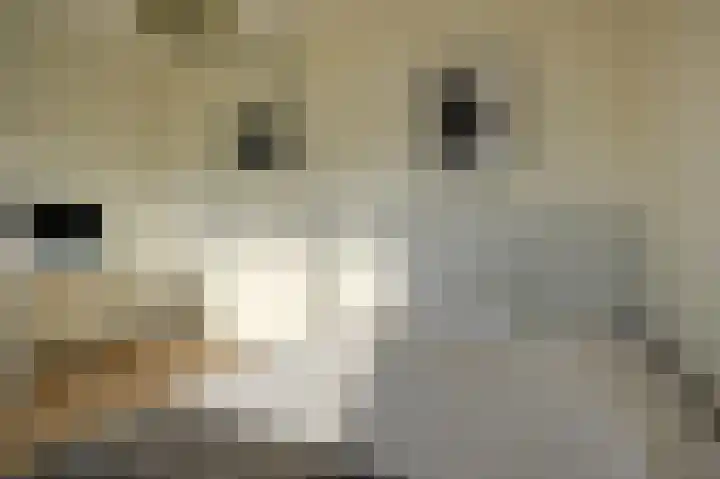 Rederserf 146 Den Haag thumbnail 29