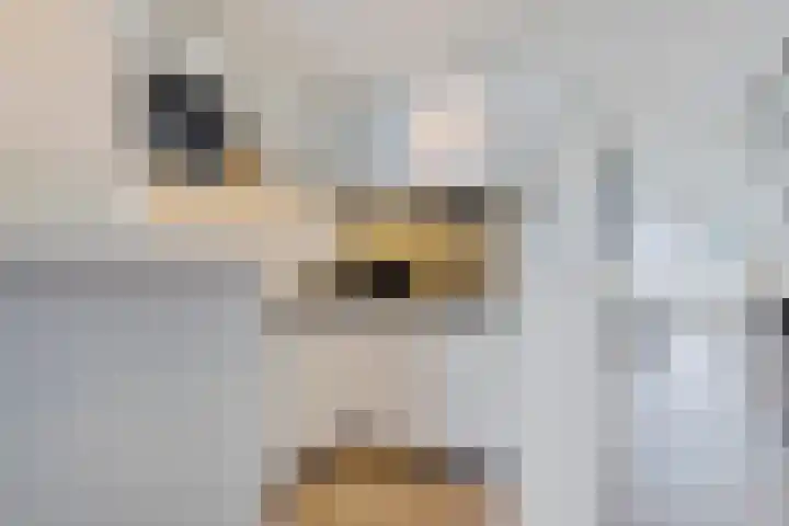 Rederserf 22 Den Haag thumbnail 45