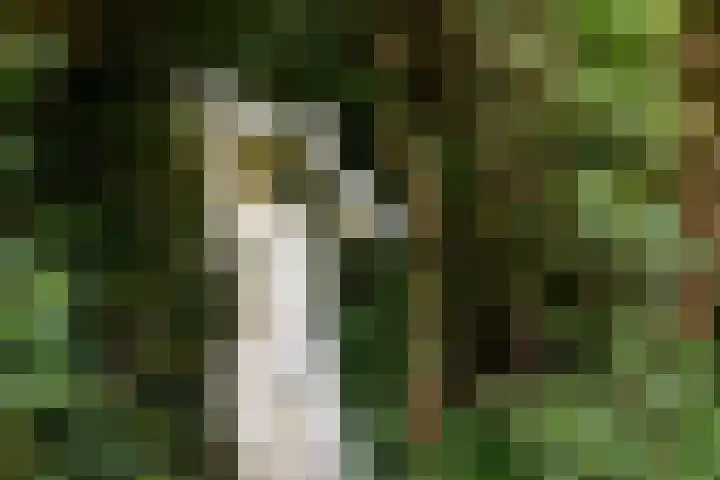 Redger 5 Spijk thumbnail 49
